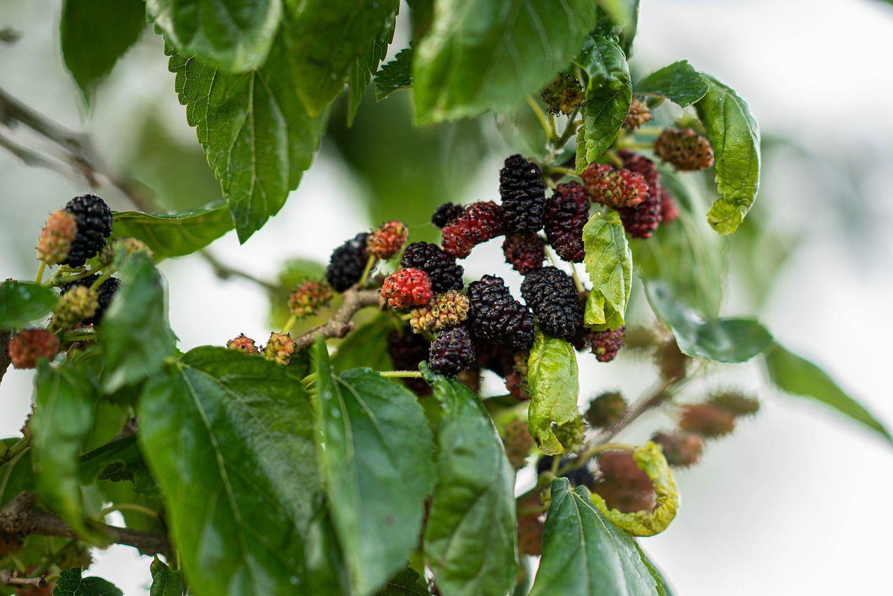 Mulberry fruit, spring, eat — Dr. Timothy D. Francis - Expert in Holistic Wellness and Pain Management